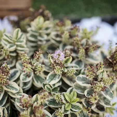 Abeto Вилла Яйса